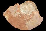 Fluorescent Calcite Geode In Sandstone - Morocco #69896-4